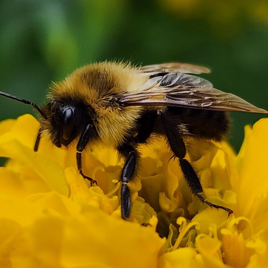 Bumblebee on a yellow flower